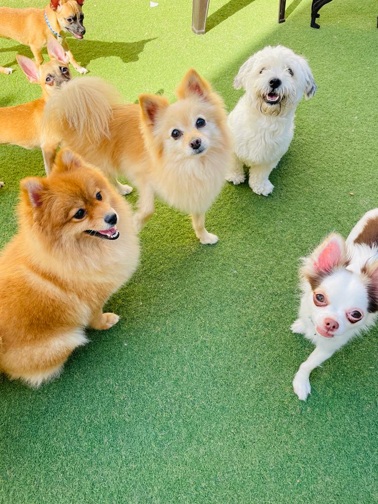 My Buddy Pet Care | Best Pet Care In Dubai